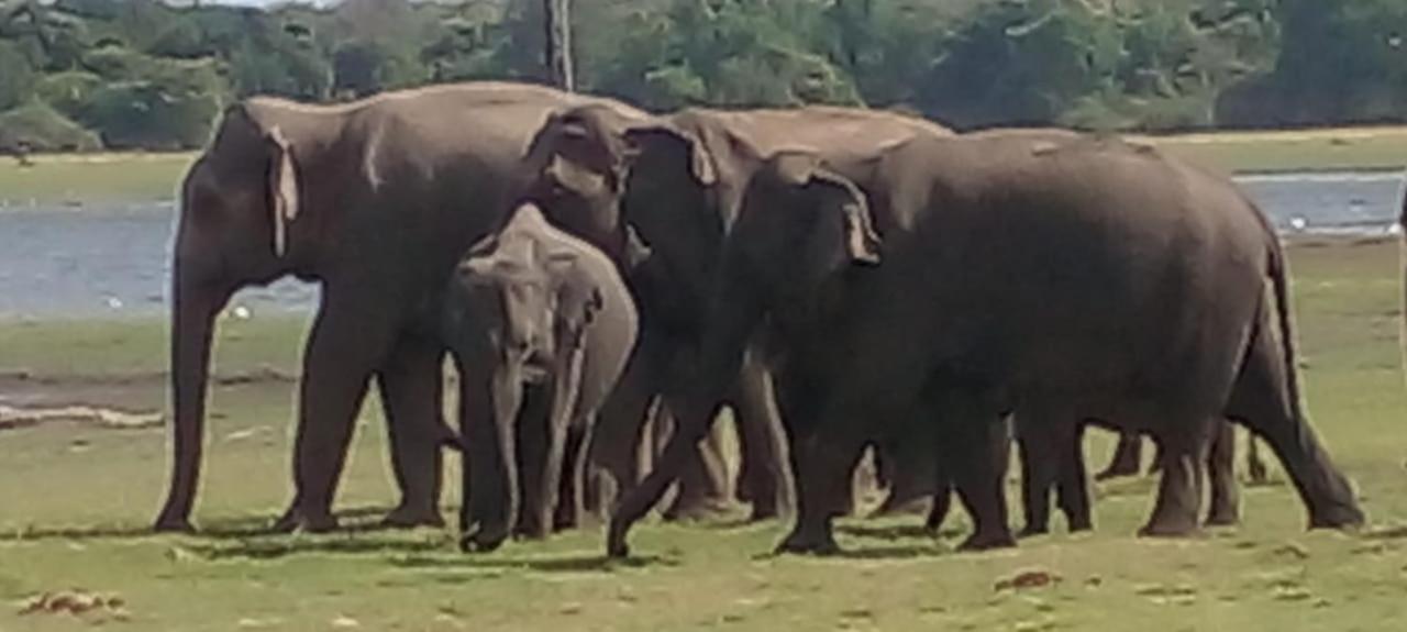 Kithmi Resort Polonnaruwa Buitenkant foto